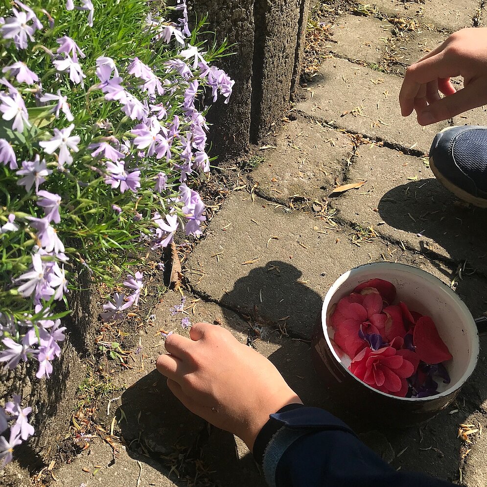 Mitmachmittwoch: Experimente mit Blüten - Blüten sammeln